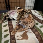 Cairo resting after surgery