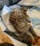 Cairo resting after surgery