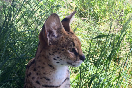 Safari