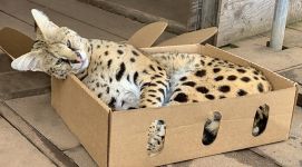 Sassy In the Box
