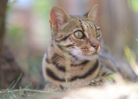 Sephora Bengal Cat WildCat Ridge Sanctuary