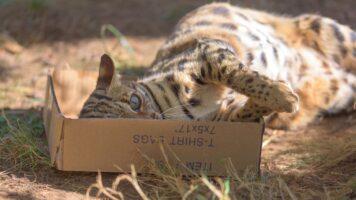 Sephora Bengal Cat WildCat Ridge Sanctuary