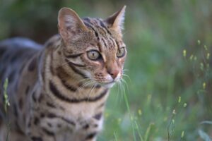 Sephora Bengal Cat WildCat Ridge Sanctuary