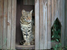 Sephora Bengal Cat WildCat Ridge Sanctuary
