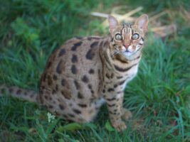 Sephora Bengal Cat WildCat Ridge Sanctuary