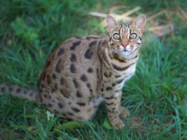 Sephora Bengal Cat WildCat Ridge Sanctuary