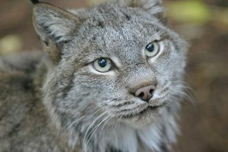 Sir Lynxalot