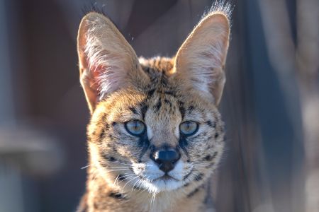 Stormi Stormi Serval