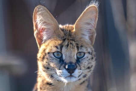 Stormi Stormi Serval