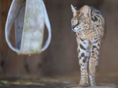 Stormi Serval