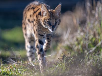 Stormi Serval