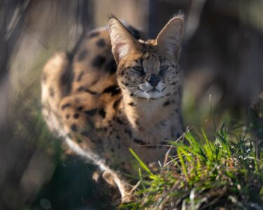 Stormi Serval