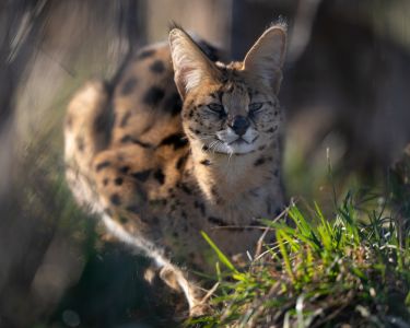 Stormi Serval
