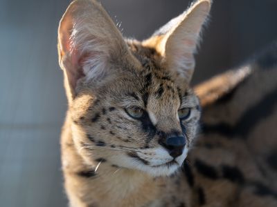 Stormi Serval
