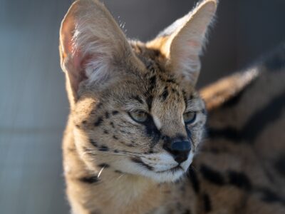 Stormi Serval