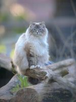 Suki