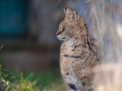 Suri Serval WildCat Ridge Sanctuary