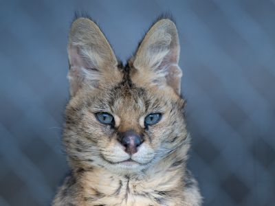 Suri Serval WildCat Ridge Sanctuary
