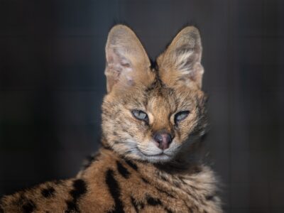 Suri Serval WildCat Ridge Sanctuary