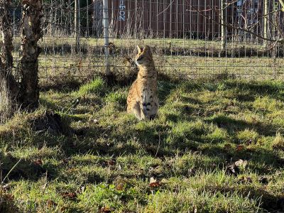 Suri Serval WildCat Ridge Sanctuary