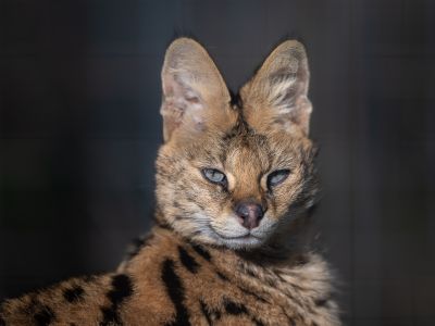 Suri Serval WildCat Ridge Sanctuary