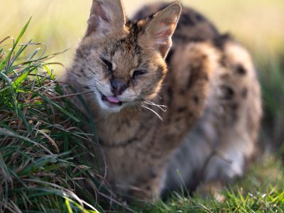 Suri Serval WildCat Ridge Sanctuary