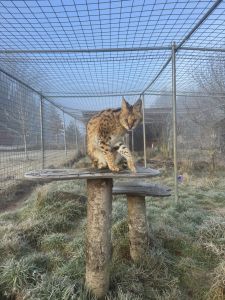 Suri Serval WildCat Ridge Sanctuary