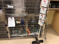 Cairo at the ICU