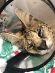 Cairo Vet