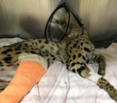 Cairo Vet