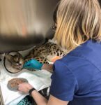 Cairo Vetcare