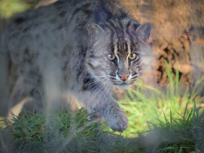 Winston Fishing Cat