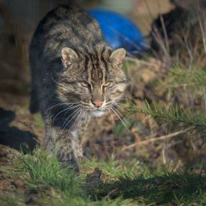 Winston Fishing Cat