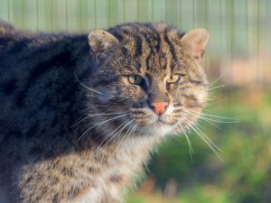 Our Fishing Cat - In Loving Memory