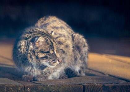 Winston Fishing Cat
