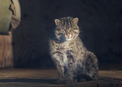 Winston Fishing Cat