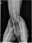 Cairo X-Rays misplaced hip