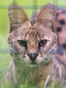 Zane Serval WildCat Ridge Sanctuary