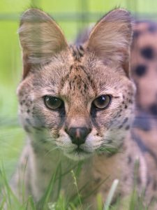 Zane Serval WildCat Ridge Sanctuary