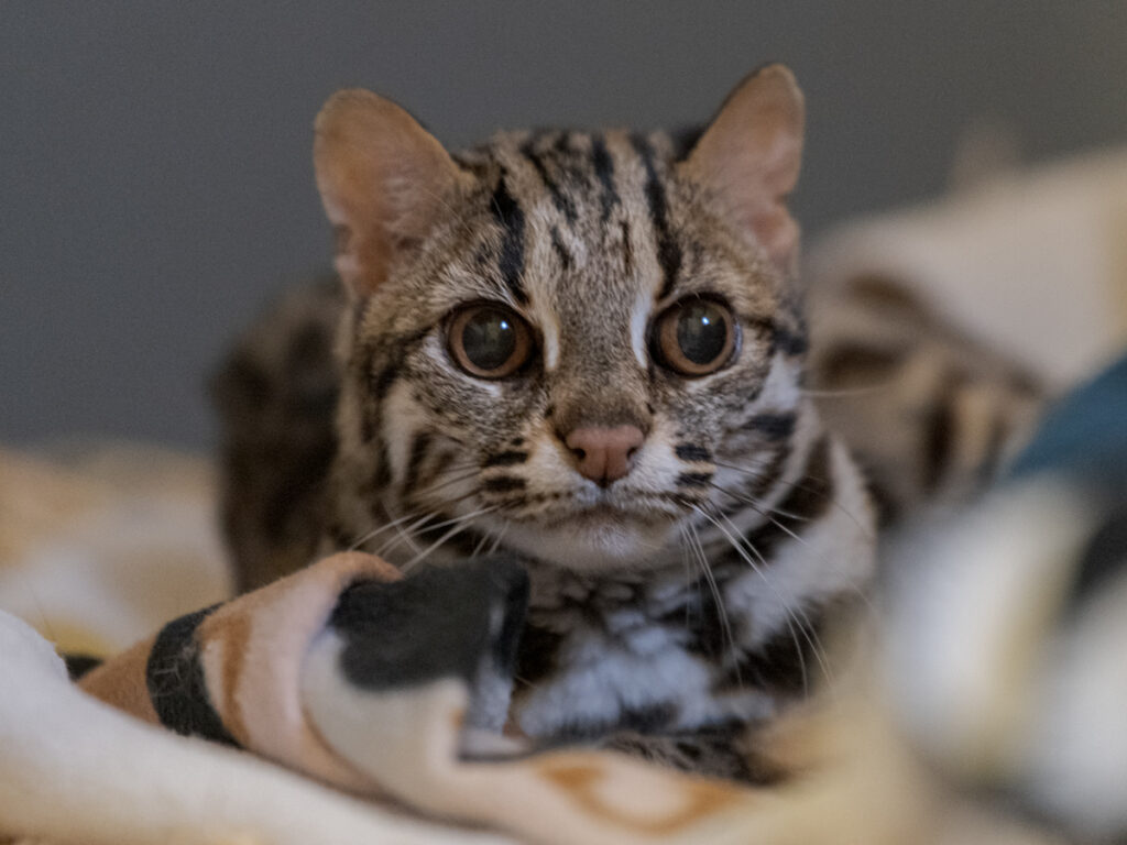 chai asian leopard cat