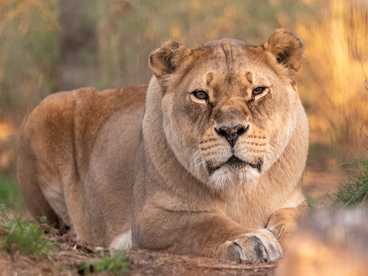 chobe lioness