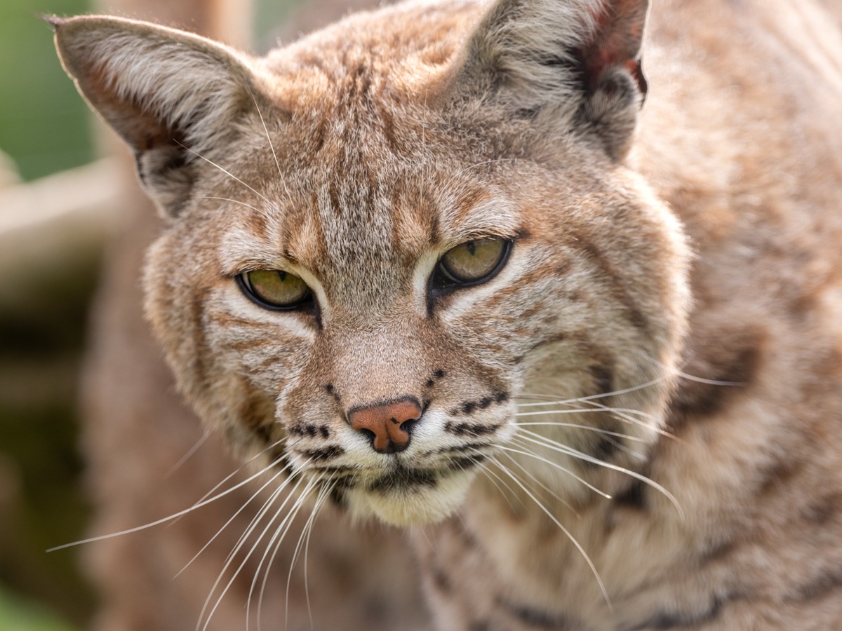 cujo bobcat