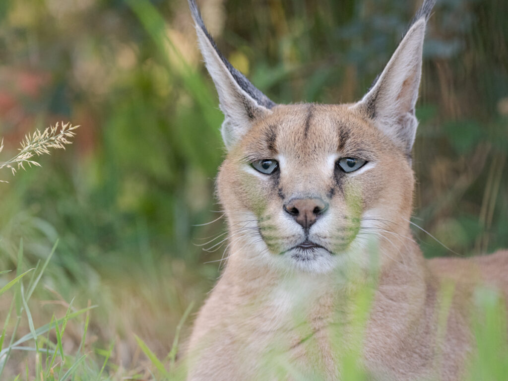 finnigan caracal