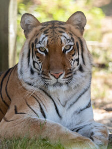 Hirah