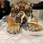 Tiger Hobbes medical Procedure