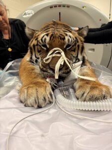 Tiger Hobbes medical Procedure