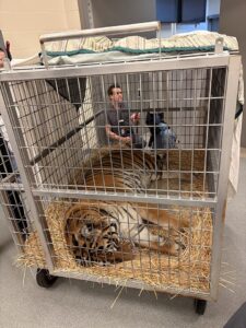 Tiger Hobbes medical Procedure