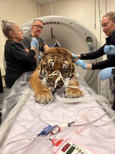 Tiger Hobbes medical Procedure