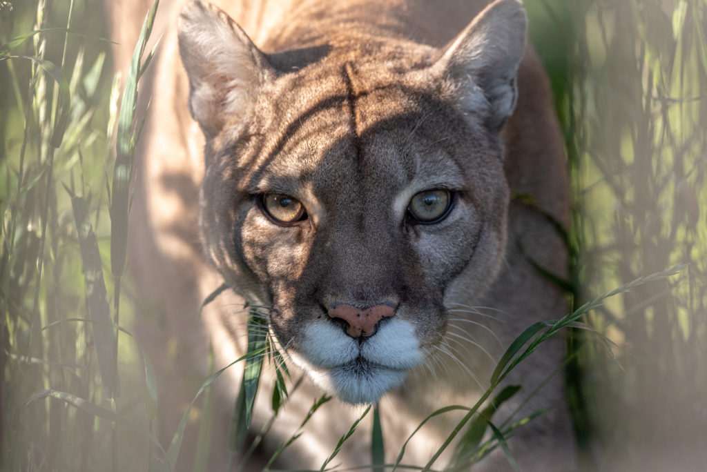 WildCat Ridge Sanctuary - Accredited Big Cat Sanctuary in ...