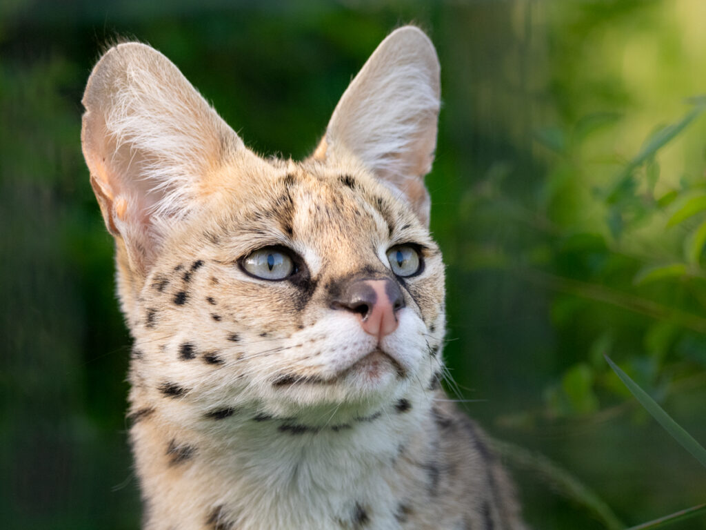 Jayda serval